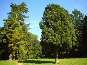 Veimutinė pušis (Pinus strobus) ir kedrinė pušis (Pinus cembra)