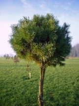 Paprastosios pušies (Pinus sylvestris)