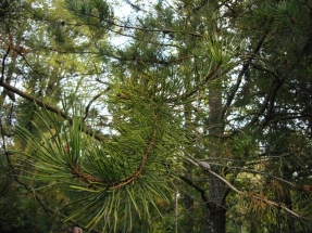 Paprastoji pušis 'Tortuosa' (Pinus sylvestris 'Tortuosa')