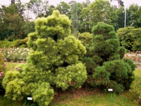 Paprastosios pušys 'Aurea' ir 'Globosa Nana' (Pinus sylvestris 'Aurea', 'Globosa Nana')