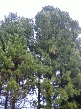 Sibirinė pušis (Pinus sibirica)