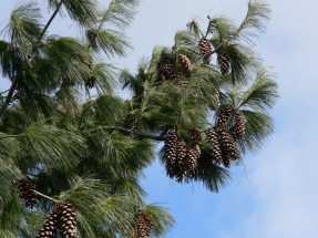 Šverino pušis (Pinus x schwerinii)