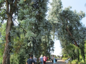 Batumi botanikos sode
