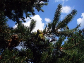 Dygioji pušis (Pinus pungens)