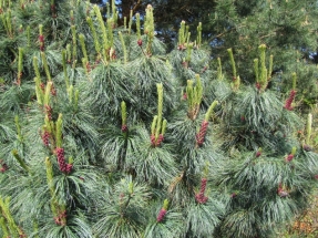 Žemoji pušis (Pinus pumila)