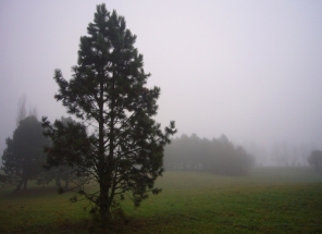 Geltonoji pušis var. scopulorum (Pinus ponderosa var. scopulorum)