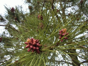 Geltonoji pušis (Pinus ponderosa)