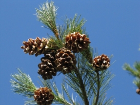 Balkaninė pušis (Pinus peuce)