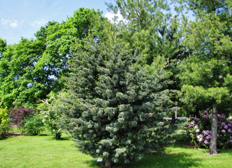 Smulkiažiedė pušis (Pinus parviflora)