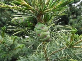 Smulkiažiedė pušis (Pinus parviflora)