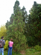 Juodoji pušis 'Pyramidalis' (Pinus nigra 'Pyramidalis')