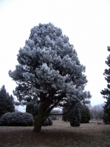 Juodoji pušis (Pinus nigra)