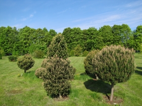 Kalninių pušų (Pinus mugo)