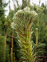 Plokščiašakė kalninė pušis (Pinus mugo)