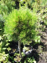 Kalninė pušis 'Varella' (Pinus mugo 'Varella')