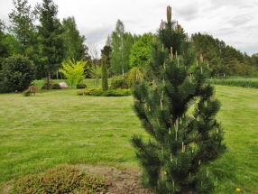 Kalninė pušis 'Green Column' (Pinus mugo 'Green Column')