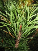 Kalninė pušis por. rotundata (Pinus mugo ssp. rotundata)