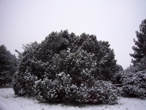Kalninė pušis (Pinus mugo)