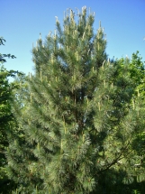 Korėjinė pušis (Pinus koraiensis)