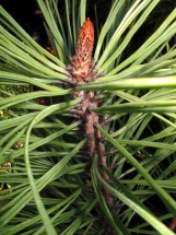 Džefrio pušis (Pinus jeffreyi)