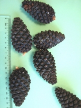 Baltažievė pušis var. leucodermis (Pinus heldreichii var. leucodermis)