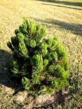 Baltažievė pušis 'Satellit' (Pinus heldreichii 'Satellit')