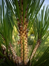 Baltažievė pušis 'Horak' (Pinus heldreichii 'Horak')