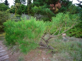 Hondinė pušis 'Tamoyosho Compacta' (Pinus densiflora 'Tamoyosho Compacta')