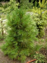 Hondinė pušis 'Compacta' (Pinus densiflora 'Compacta')