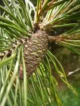 Suktaspyglė pušis (Pinus contorta)