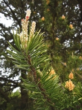 Bankso pušis (Pinus banksiana)