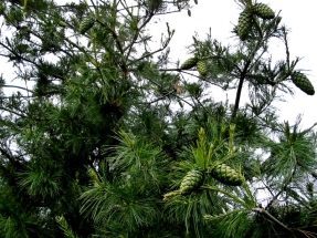 Kininė (Armando) pušis (Pinus armandii)