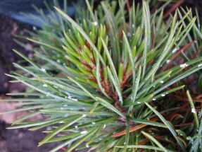 Akuotuotoji pušis (Pinus aristata)