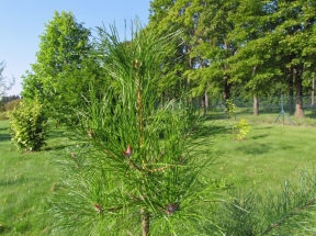 Baltasėklė pušis var. densata (Pinus tabuliformis var. densata)