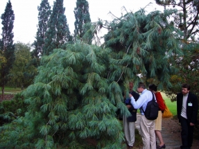 Baltasėklė pušis var. densata (Pinus tabuliformis var. densata)
