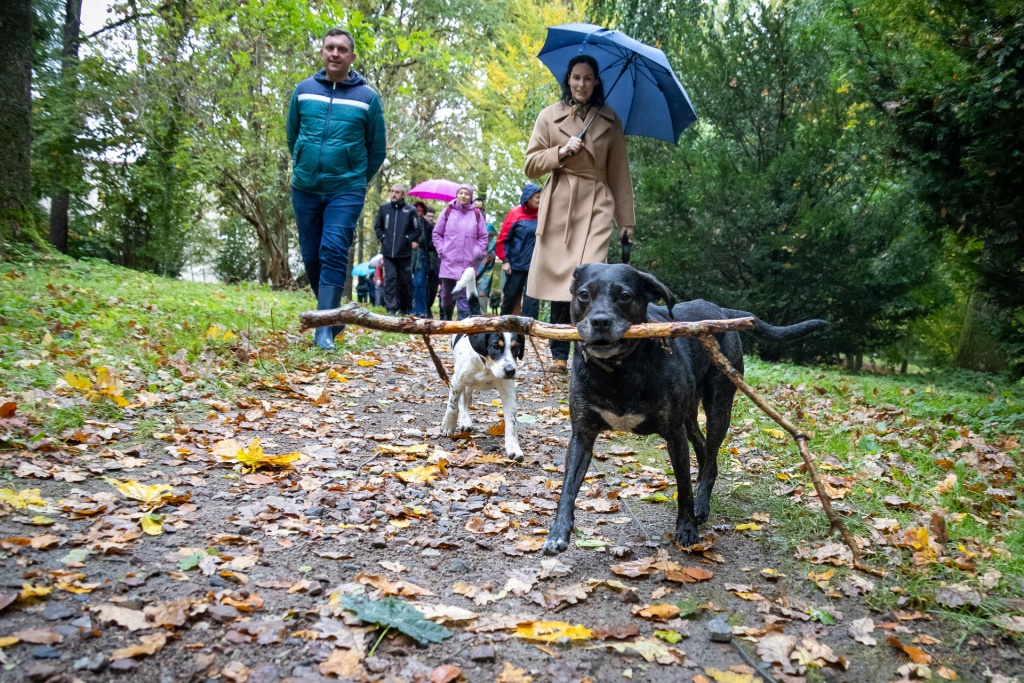 Dendrologai su padėjėjais talkininkauja Adolfo Kišono kurtame Degaičių parke
